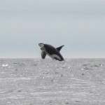 Orca