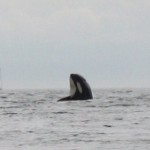 Spy Hopping Orca