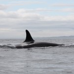 Dorsal Fin of Orca