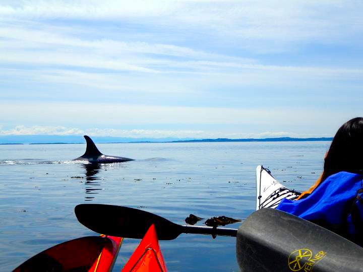 2-Day Intro to Kayak Camping - San Juan Kayak Expeditions