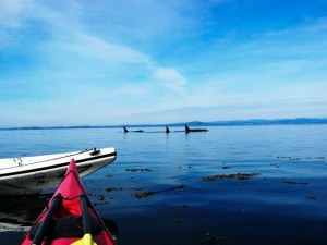 kayaking-with-whales-001