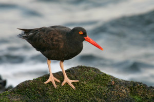 BlackOystercatcher