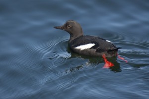 PigeonGuillemot