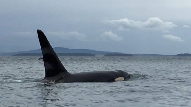 large male orca san juan island