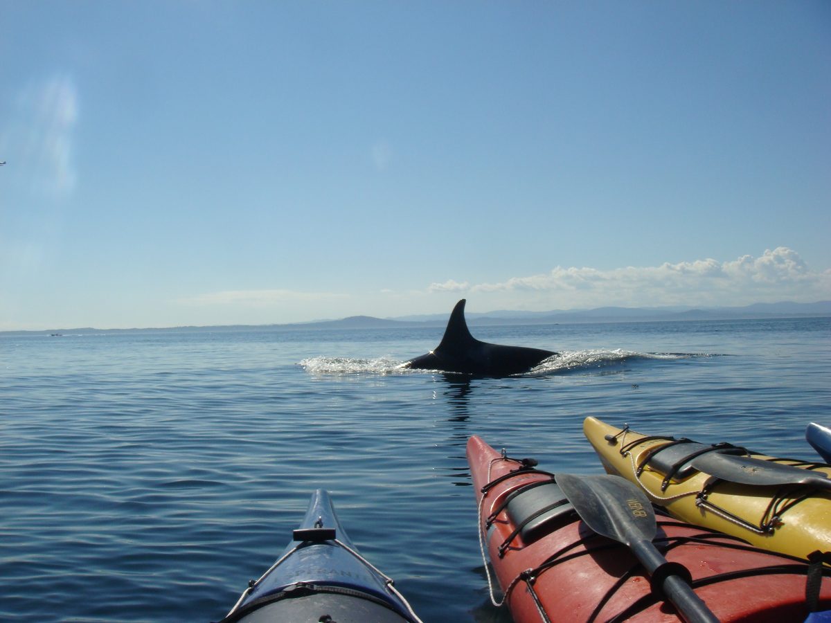 Lone orca surfaces near kayak tour