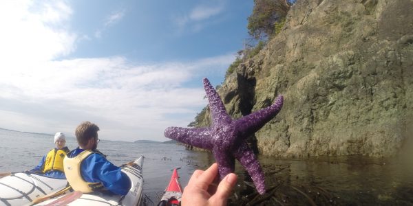 Kayakers inspect sea stars