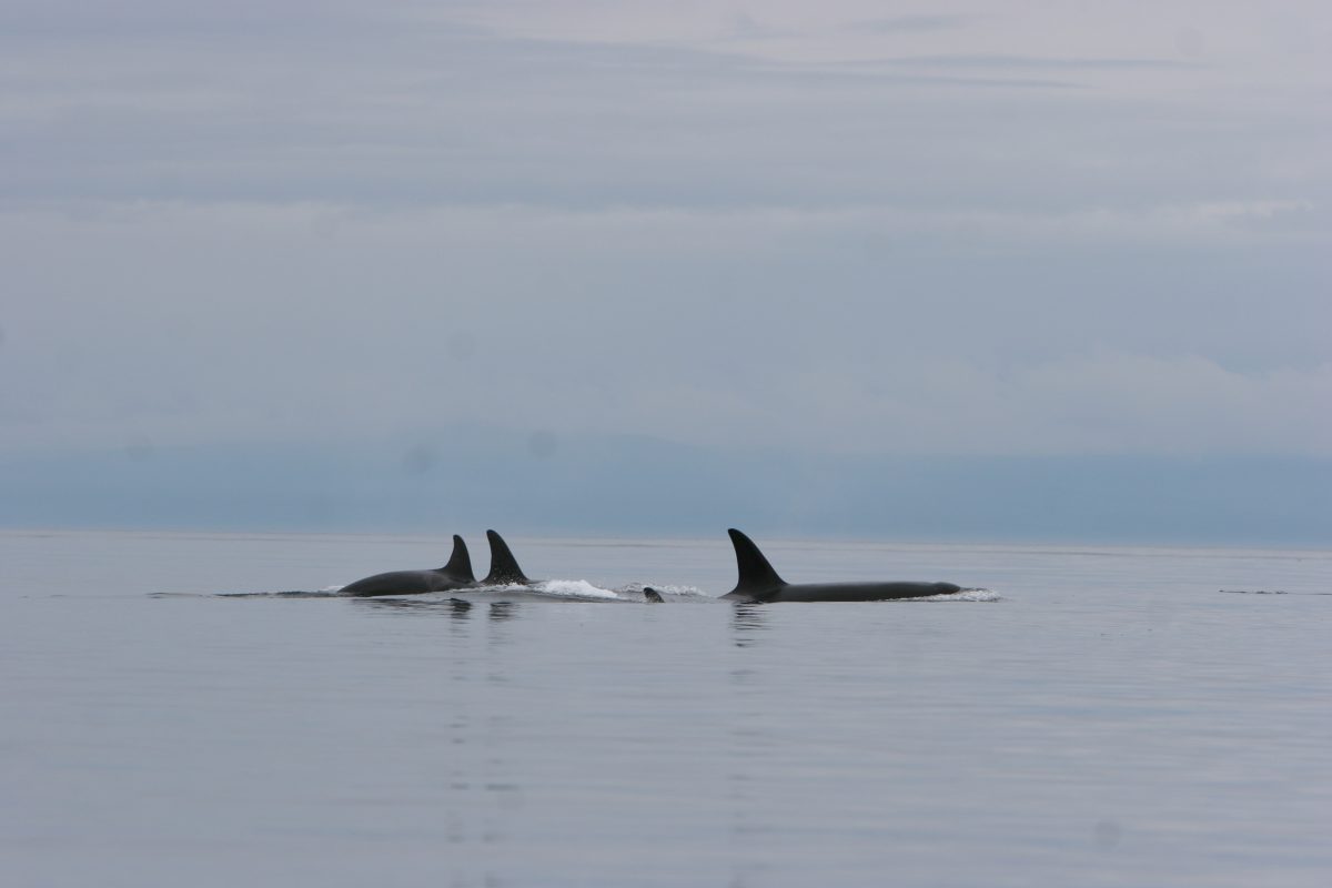 Group of killer whales San Juan Island