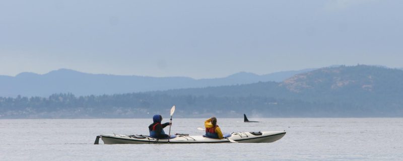 Kayak whale watching San Juan Island
