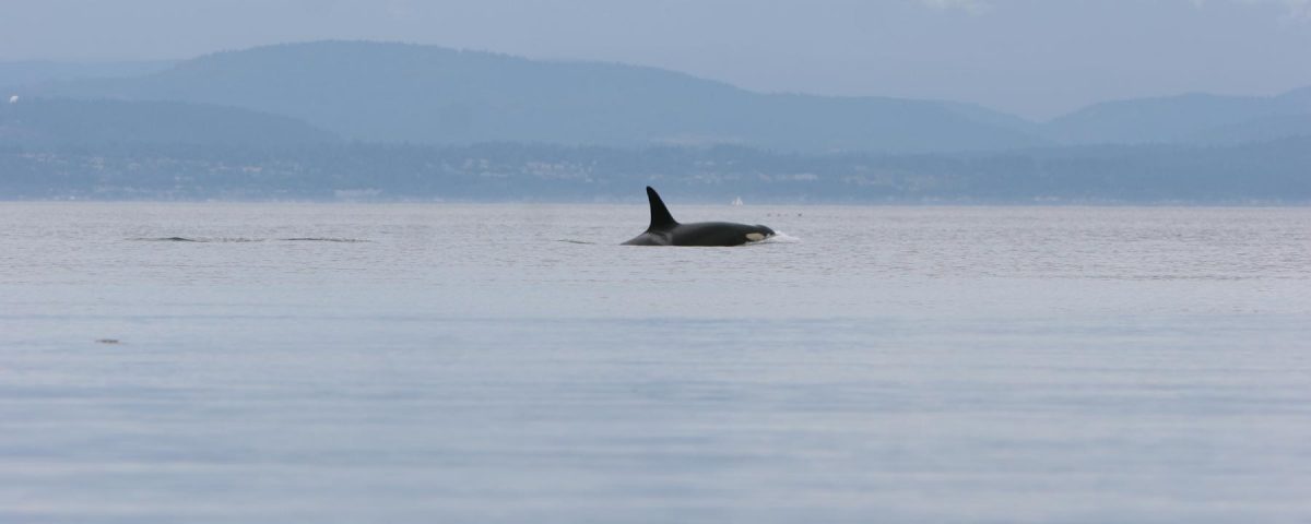 Distant view of orca