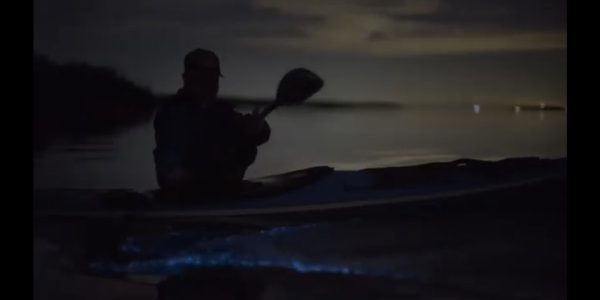 Bioluminescence Kayaking with Discovery Sea Kayaks.